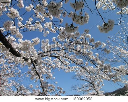 The beautiful cherry blossom in Kyoto, Japan