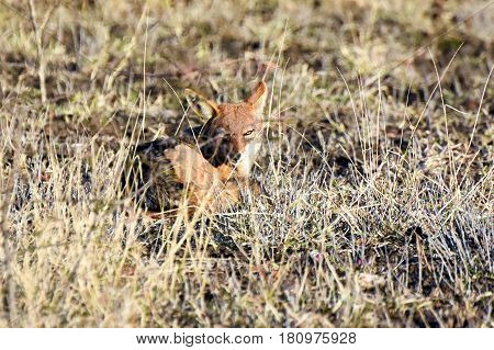 Picture of a black backed jackal in Madikwe game reserve, South Africa.