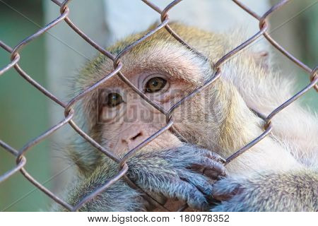 The lonely monkey sat sadly in the jail.