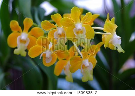 Udon Sunshine Orchid ** note select focus with shallow depth of field