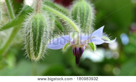 Blue Borage Starflower flower blooming in garden