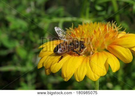 Pretty orange yellow apricot Chrysanthemum like flower blooming in the garden with happy bee