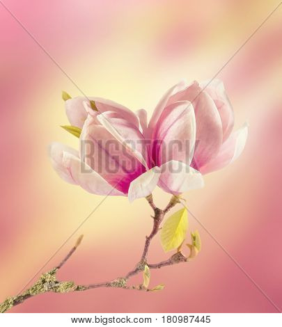 Beautiful fresh magnolia flowers close-up