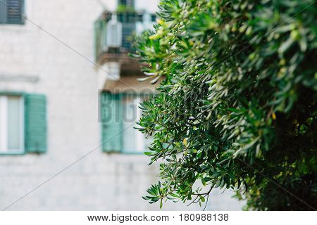Shrubs and trees Pittosporum in Montenegro. Landscaping design of the hotel.