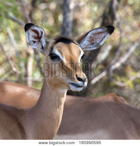 Portrait of an Impala Doe in Kruger National Park in South Africa.