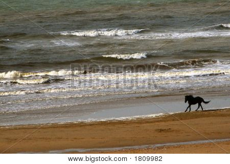 한 해 질주 하는 말
