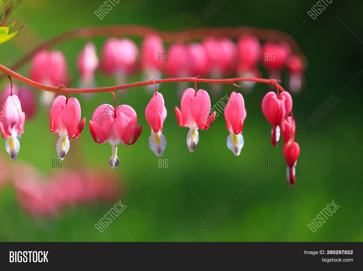 Flower Broken Heart Image & Photo (Free Trial) Bigstock