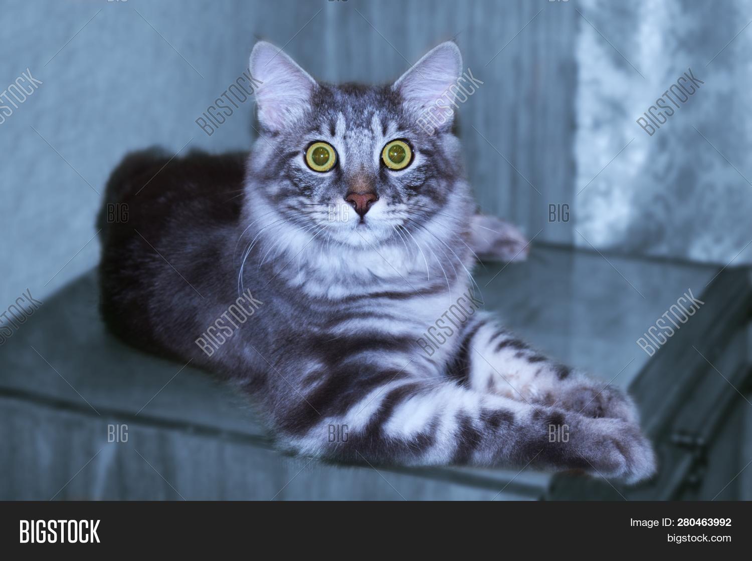 silver blue cat