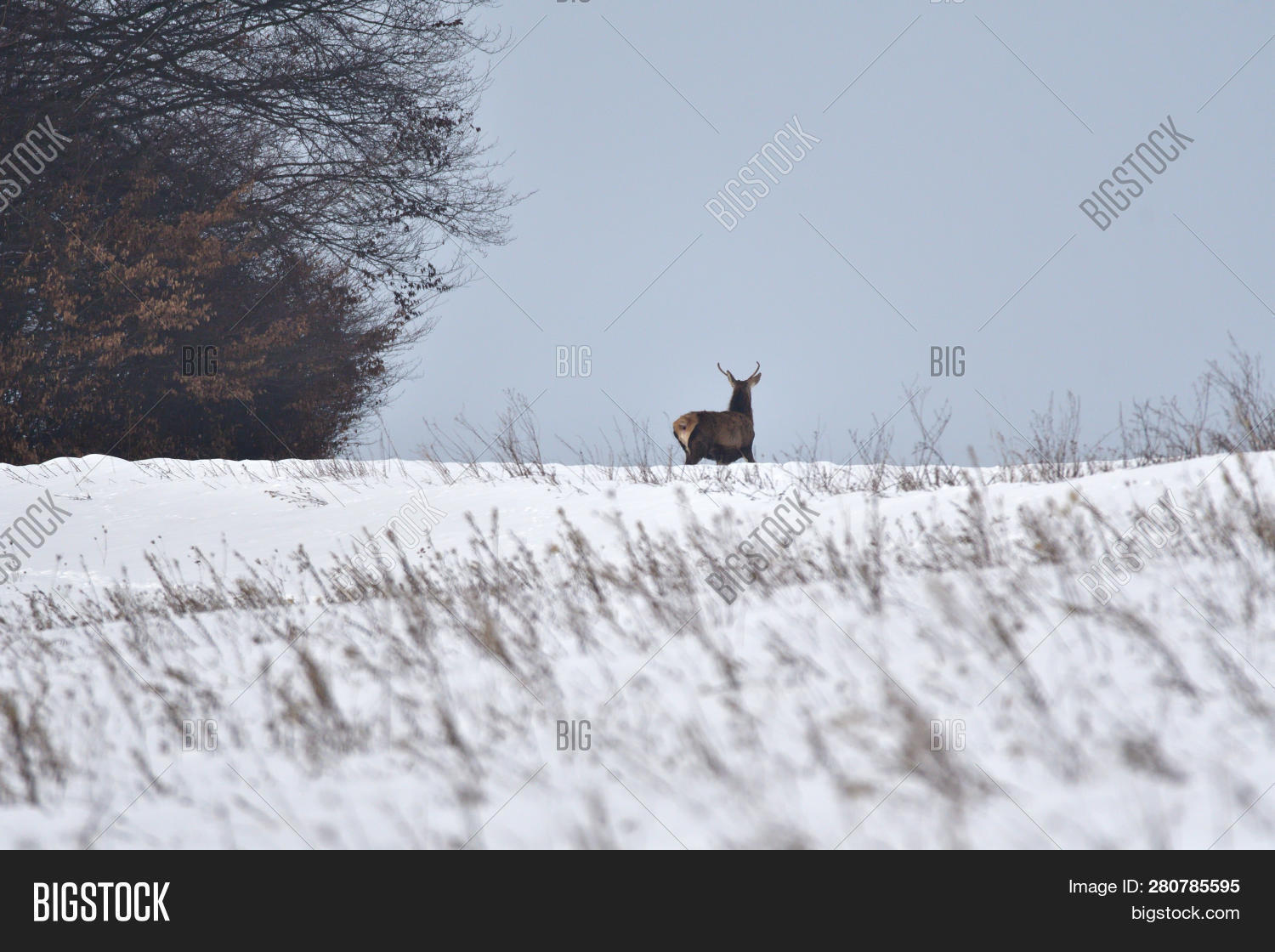 Fork Stag Deer Walking Image & Photo (Free Trial) Bigstock