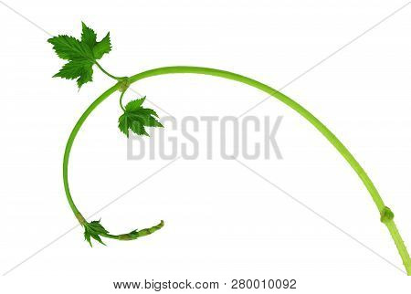 Close Up Of Green Hop Sprigs. Nature Background. Beer Production Ingredient. View From Above. Ingred
