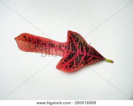 Multicolored Sheet Of Croton. Exotic Domestic Plant.