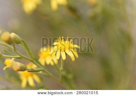 Creeping Groundsel (senecio Angulatus)