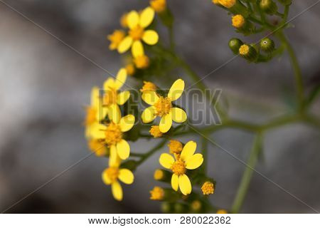 Creeping Groundsel (senecio Angulatus)