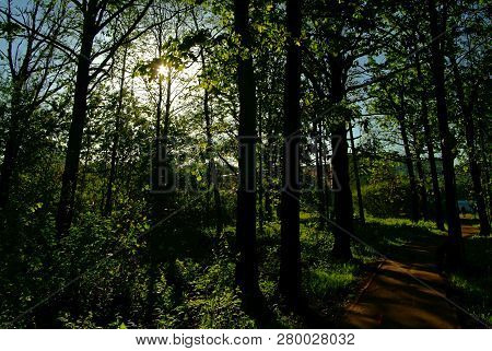 Asphalt Track In The Park In Spring, Moscow