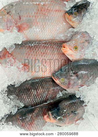 Frozen Iced Fish. Pile Of Crab Cichlid Fish On Cold Storage. Close Up