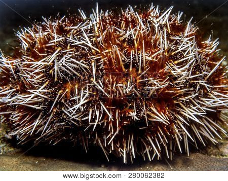 Sea Urchins Globular Animals, Echinoderms In The Class Echinoidea