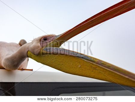 A Great White Pelican Stis On The Roof Of A Boat And Opens His Mouth For Food In Namibia