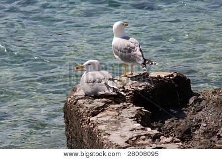 นกนางนวลที่สองบนผนังฮาร์เบอร์ที่ Primosten ชายฝั่ง Adriatic โครเอเชีย