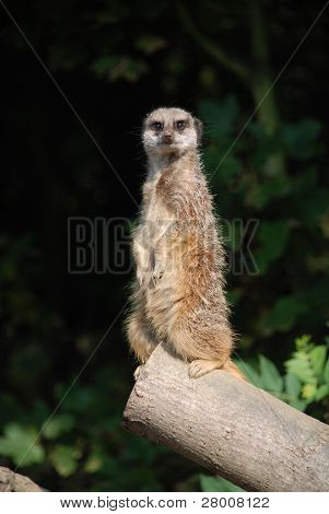 A Meercat standing upright on a log, keeping watch for the rest of the group.