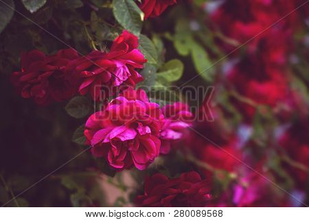 Beautiful Fresh Red Roses In Nature. Natural Background, Large Inflorescence Of Roses On A Garden Bu
