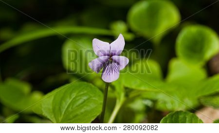 Heath Dog-violet, Viola Canina, Flower With Defocused Background, Macro, Selective Focus, Shallow Do