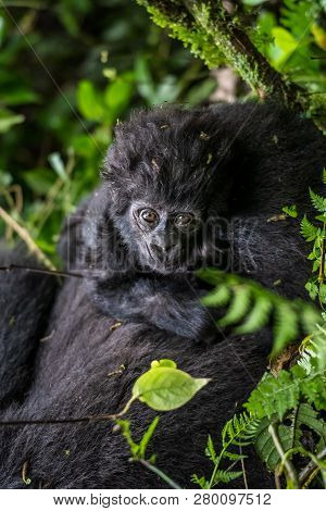 Mountain Gorillas In The Rainforest. Uganda. Bwindi Impenetrable Forest National Park. An Excellent 