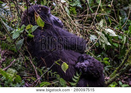 Mountain Gorillas In The Rainforest. Uganda. Bwindi Impenetrable Forest National Park. An Excellent 