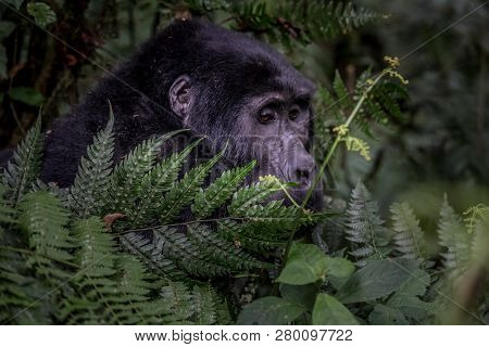 Mountain Gorillas In The Rainforest. Uganda. Bwindi Impenetrable Forest National Park. An Excellent 