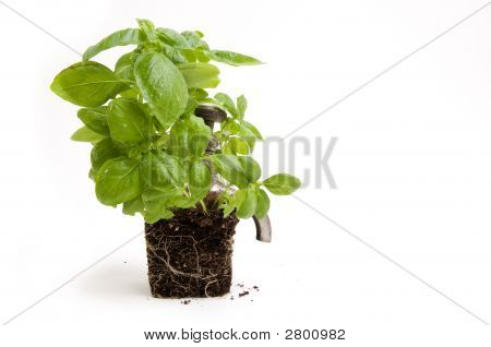 Green Power