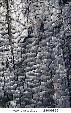 texture di legno bruciato