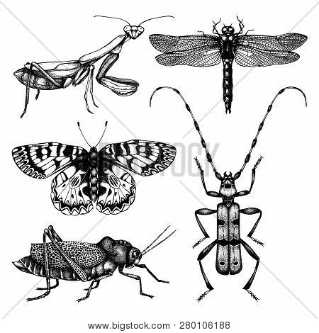 Vector Collection Of High Detailed Insects Sketches. Hand Drawn Butterflies, Beetles, Dragonfly, Cic
