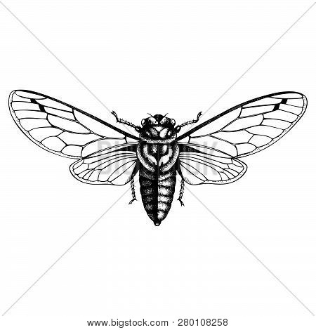 Cicada_1