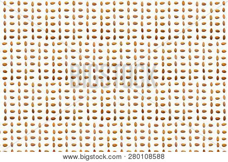 A Collection Of Apricot Stone Lie In Horizontal Rows On An Isolated White Background. With Clipping 