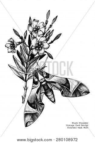 Oleander Flower Card 4