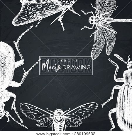 Insects Card 3