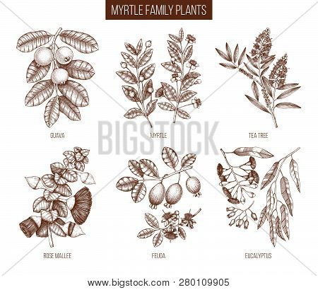 Vintage Collection Of Myrtle Family Plants Illustrations. Hand Drawn Myrtus, Tea Tree, Guava Fruit, 