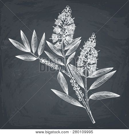 Tea Tree 2