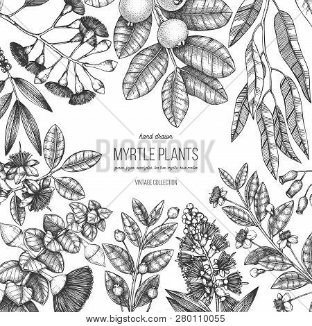 Mirtle Family Plants Card 2 1