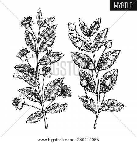 Vintage Collection Of Hand Drawn Myrtle Tree  Sketches. Cosmetics And Medicinal Plant Vector Illustr