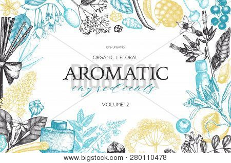 Vector Hand Drawn Perfumery And Cosmetics Ingredients Illustration. Aromatic And Medicinal Plant Des