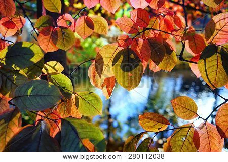 Beautiful Yellow Trees With Orange Leaves In A City Park On A Sunny Day