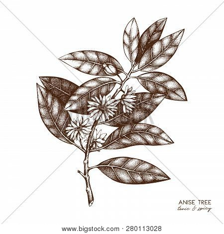 Botanical Illustration Of Anisetree In Flowers And Leaves. Vector Hand Drawn Sketch Of Badyan, Star 