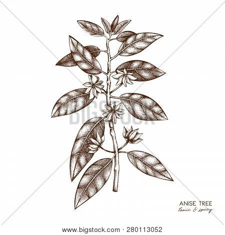 Botanical Illustration Of Anisetree In Flowers And Leaves. Vector Hand Drawn Sketch Of Badyan, Star 