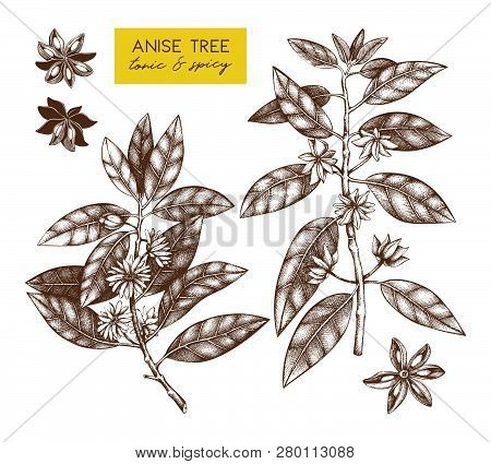 Anise_tree_3_1