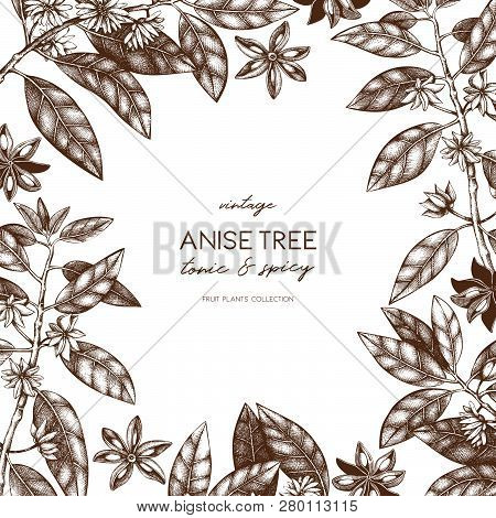 Anise_tree_3_2