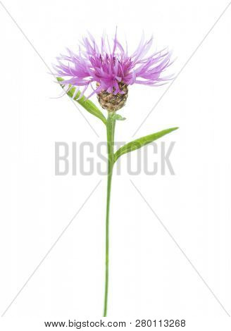 Centaurea jacea  isolated on white background.