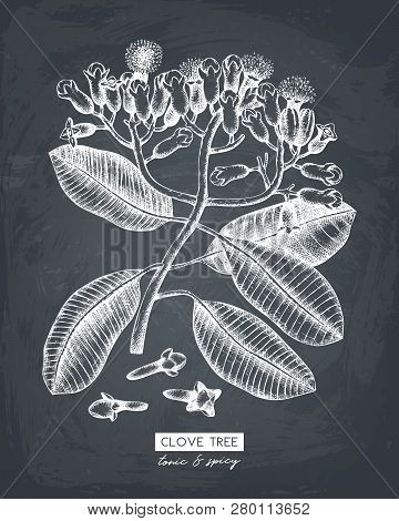 Cloves_tree_2