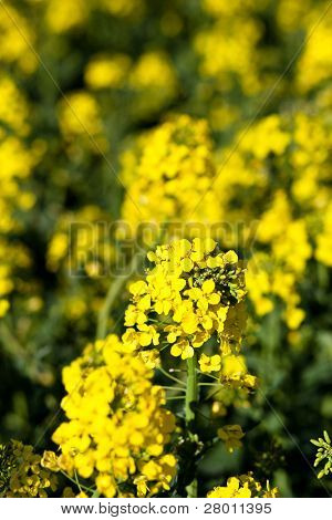 Colza (ราปาผัก)