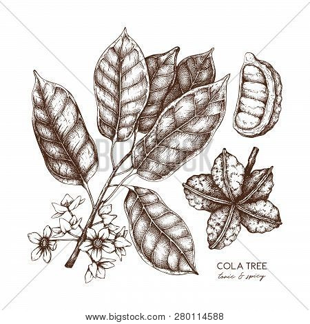 Cola_tree_1