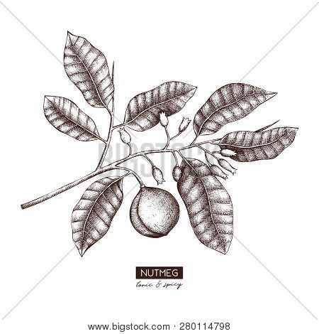 Nutmeg_1